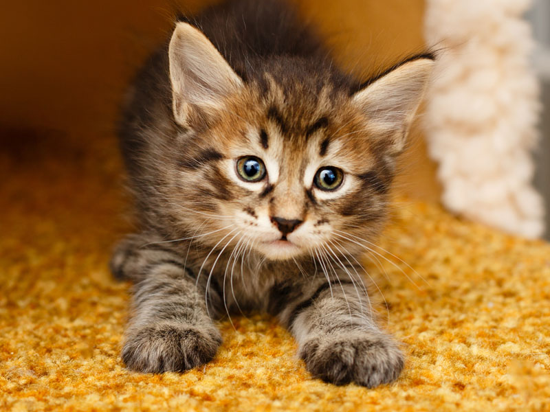 Kitten kneading