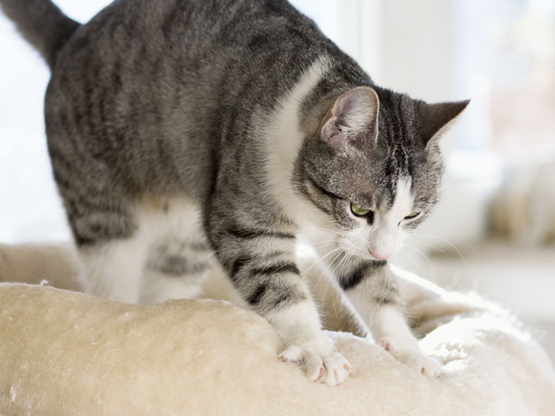 Cat kneading a fuzzy blanket