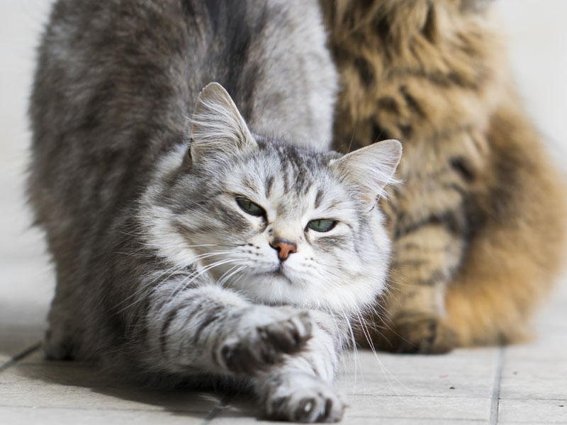 One cat stretching with second cat in background