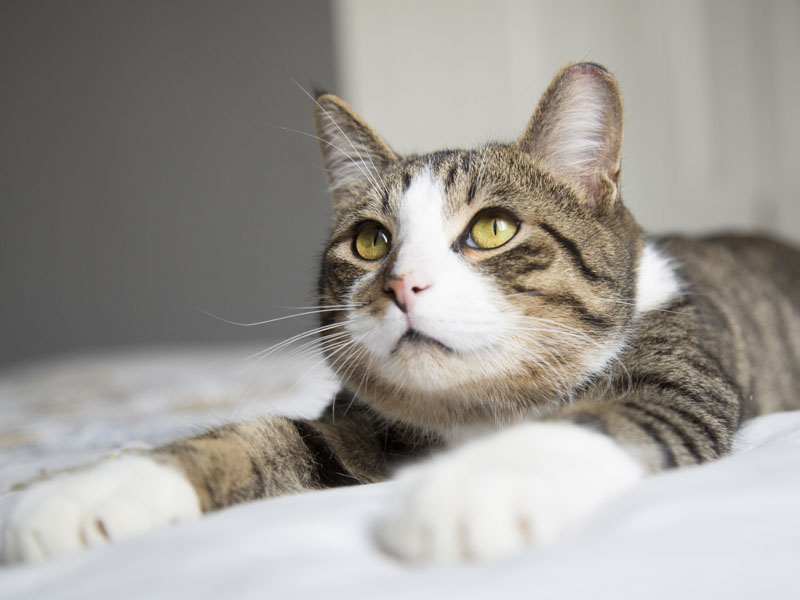 Cat with paws outstretched.