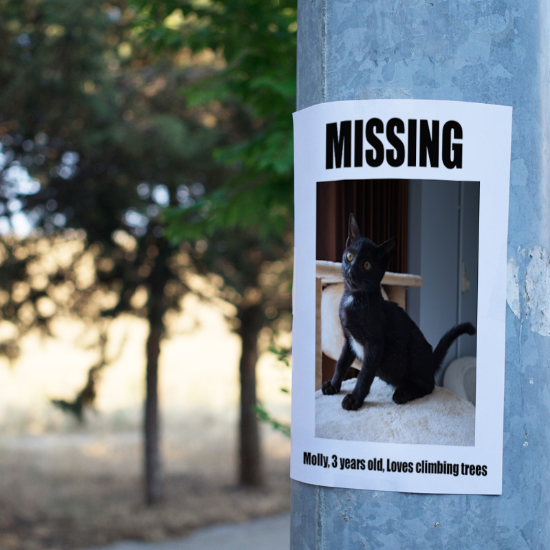 missing cat poster on post