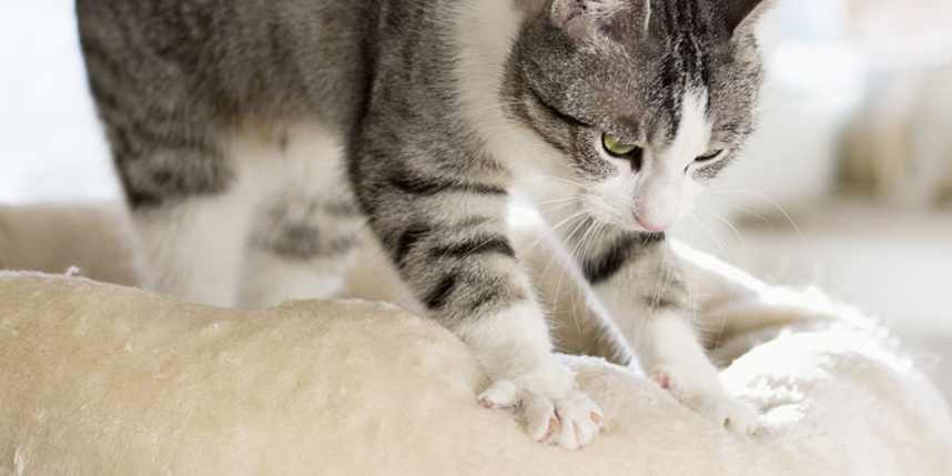 Cat kneading a fuzzy blanket.