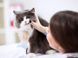 Cat mom looking at her cat's teeth.