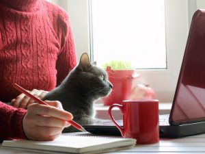 Man working with cat on lap.