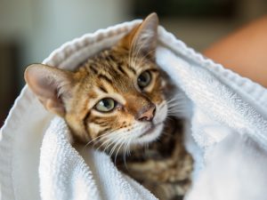 Cat wrapped up in a towel.