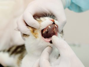 Vet inspecting cat's teeth