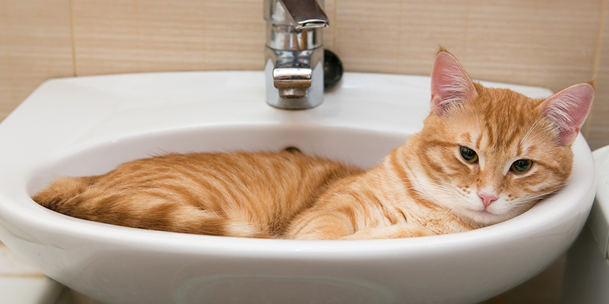 Orange cat laying in bathroom sink