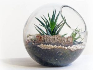 terrarium