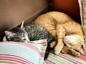 Two cats snuggled together