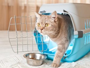 Cat coming out of crate