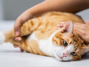 orange and white cat getting examined