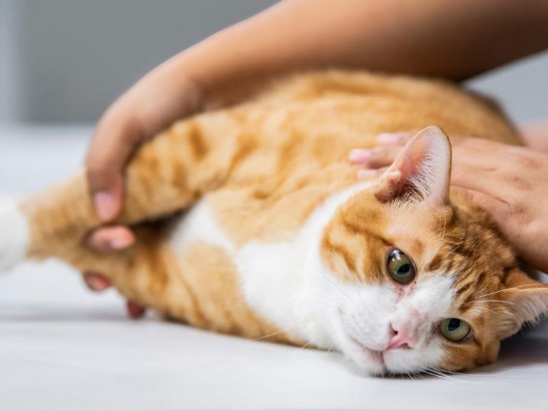 How to Care for a Cat After Spaying or Neutering