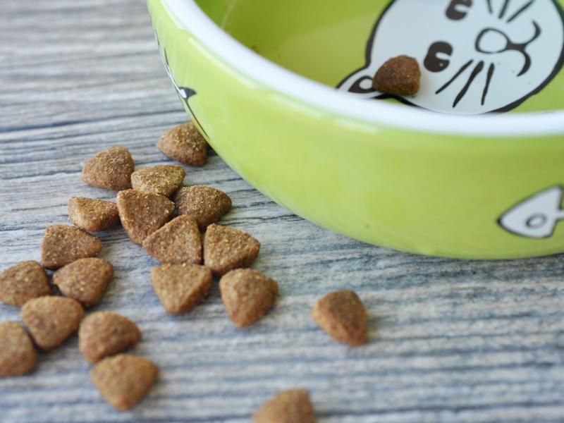 How to Care for a Cat After Spaying or Neutering