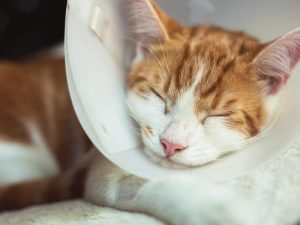 cat sleeping with elizabethan cone 