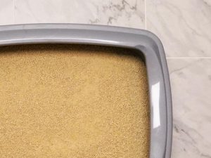 corn cat litter in box