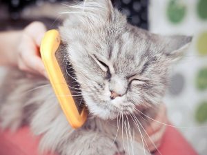 cat getting groomed with orange brush