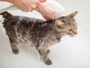 cat getting sprayed with shower hose