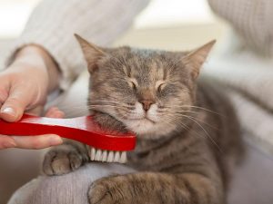 cat happily getting brushed