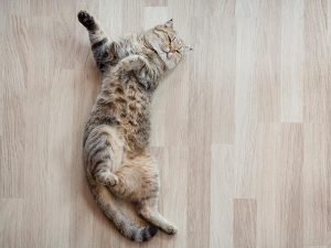 cat on hard wood floors