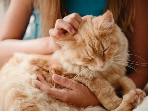 cat parent rubbing orange cat's head 