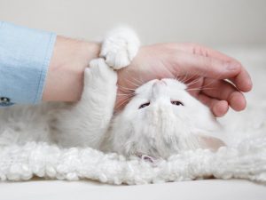 white cat bites parent's arm