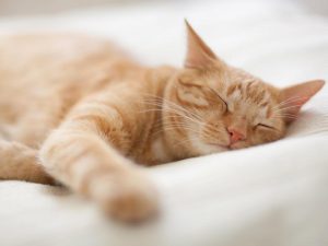 orange cat napping on bed