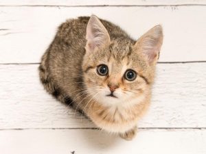 cute cat stares up at you