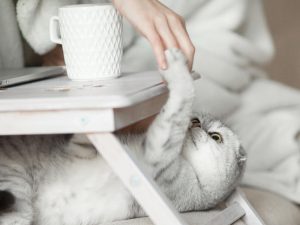 cat parent playing with white cat under lap desk