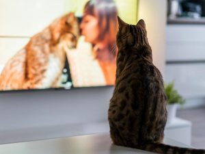 Cat on counter looking at photo of it with human