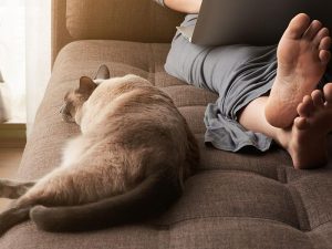 Cat laying next to human on couch