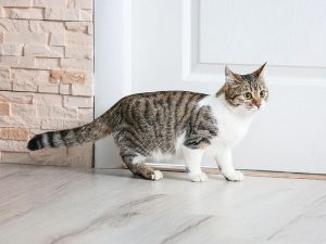 Cat looking scared next to closed door