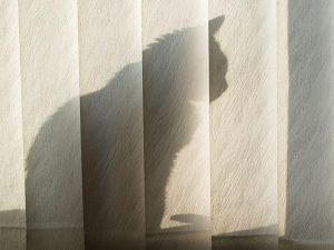Cat shadow behind window blinds