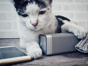 Cat next to phone and speaker