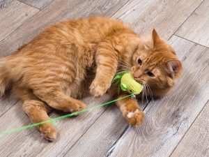 Cat playing with toy on string