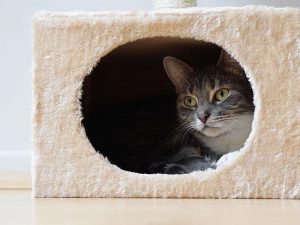 Cat in cave bed