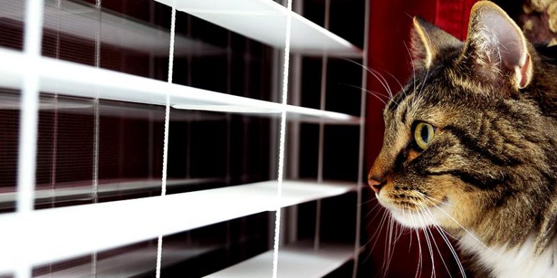 View of How to Keep Your Cat Calm During Fireworks: A 7-Step Guide