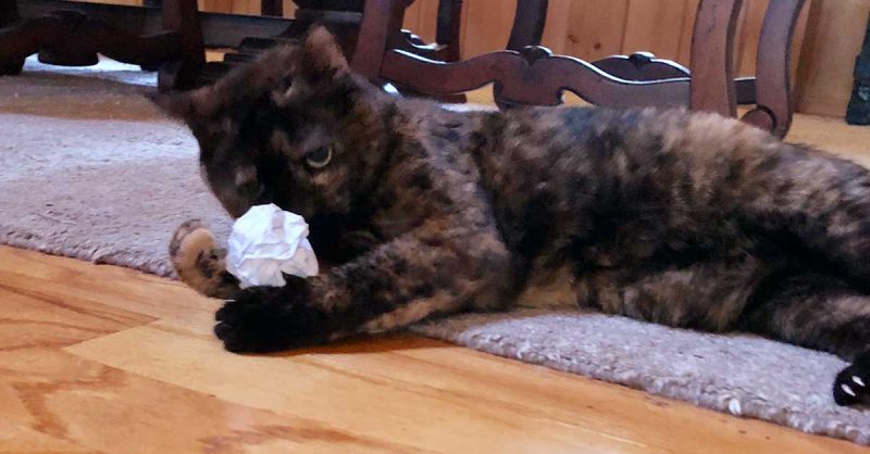 How to train your cat