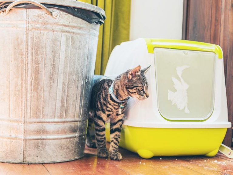 Top 5 Ways to Cure Your Cat’s Litter Box Problems