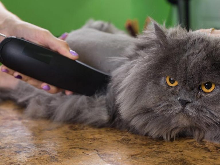 How to Prevent Cat Litter Tracking