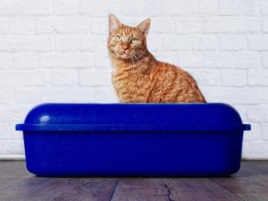 Litter clearance tracking solutions