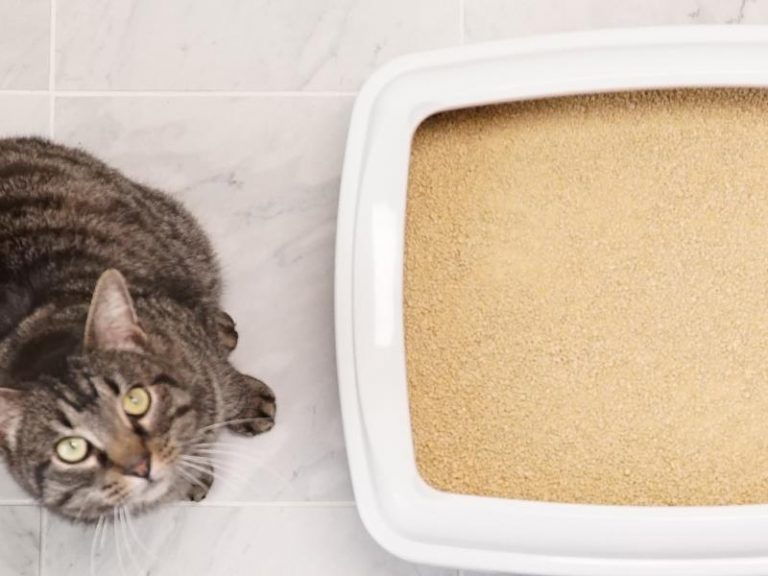 How to Prevent Cat Litter Tracking