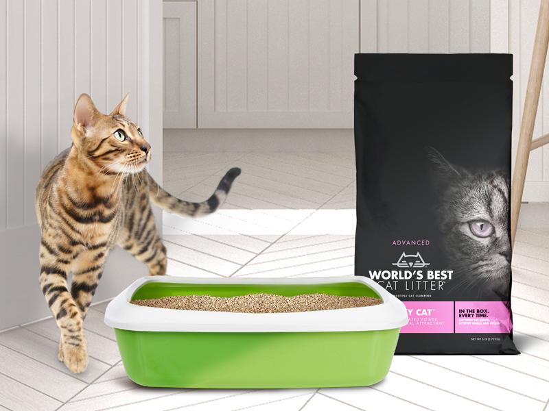 Cat Not Using the Litter Box? 4 Steps to Litter Box Success!