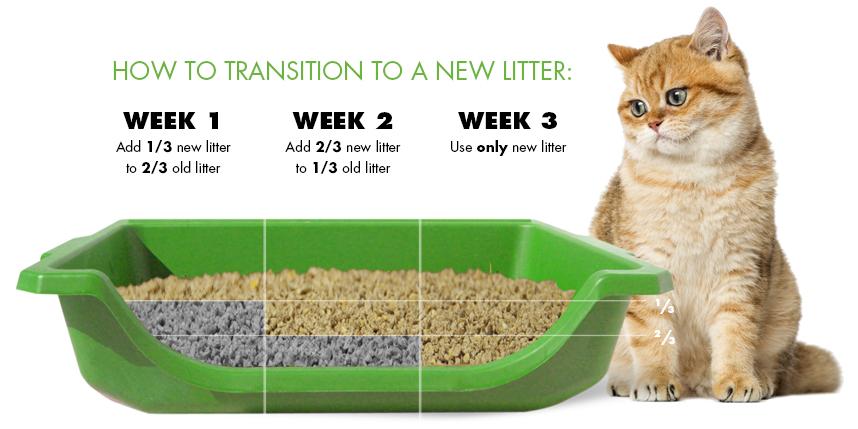 How To Transition Cat To New Litter Box