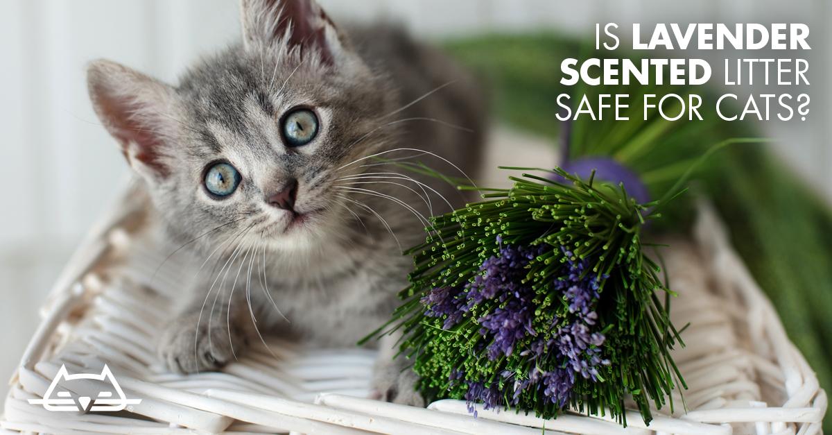 Are Fragrance Oils Safe for Cats  