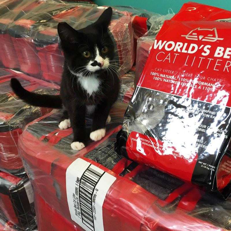 Kitten on bag of World's Best Cat Litter®