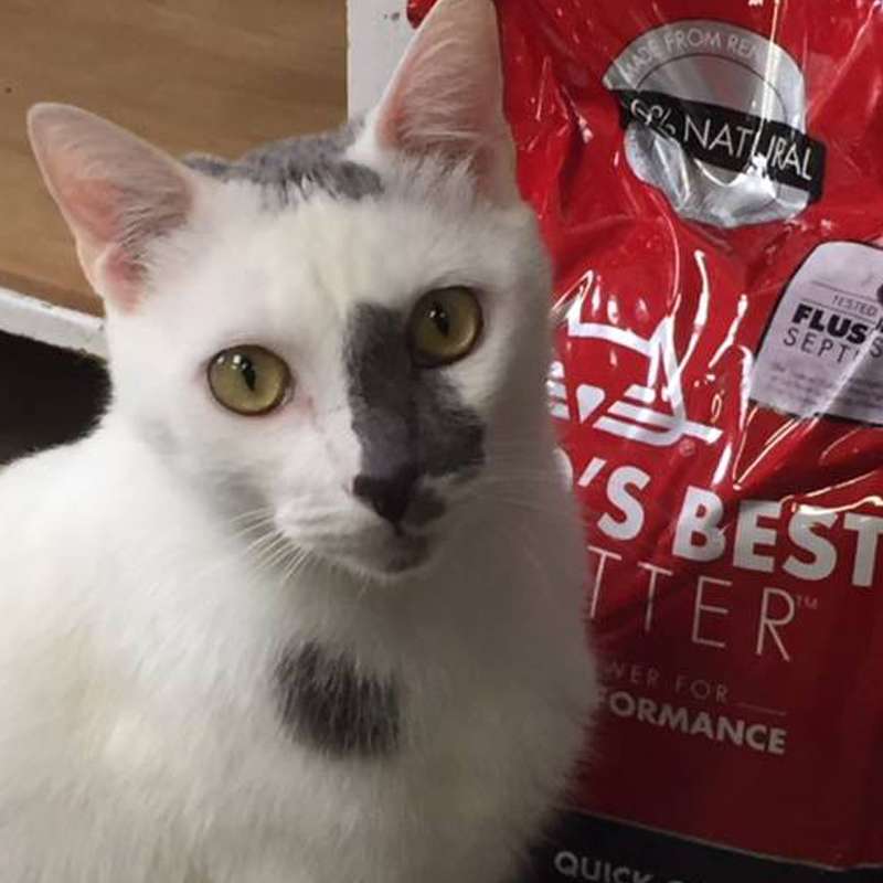 White & gray cat with World's Best Cat Litter bag