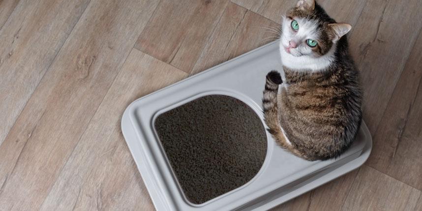 7 Quick & Easy Tips to Stop Cat Litter Tracking Today!, Hepper