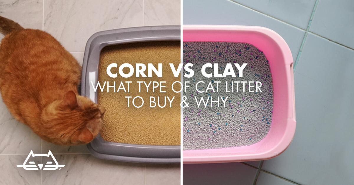 Oil Absorbent vs. Kitty Litter: Understanding 9 The Differences