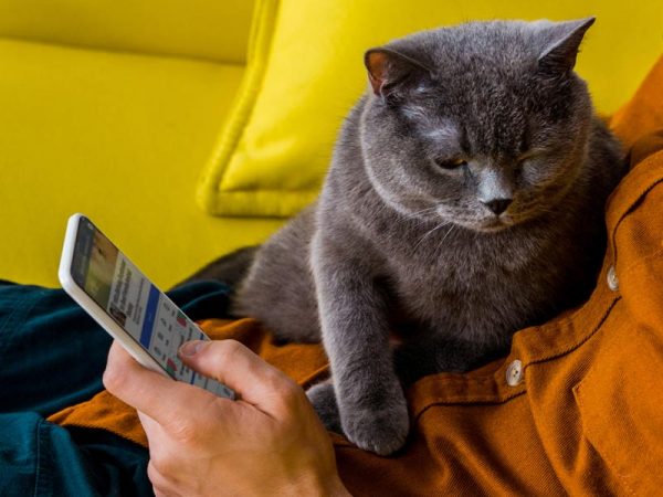 Ways to Help Shelters: host social media fundraiser, person holding phone with cat on lap
