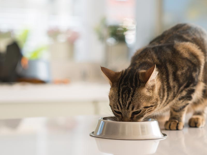 How to Introduce Cats to Each Other: 1. Prepare a room for your new cat.
Cat eating out of bowl